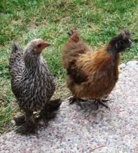 partiridge-silkie-and-cochin-cropped
