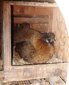 nesting-box