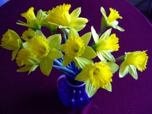 daffodils