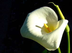 Calla Lily 001close up 3