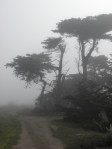 3 trees in fog