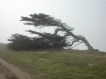 bent tree on bluff