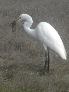 egret c.u. clear-cor