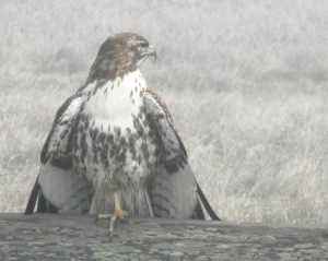 hawk-cor-crop-cu